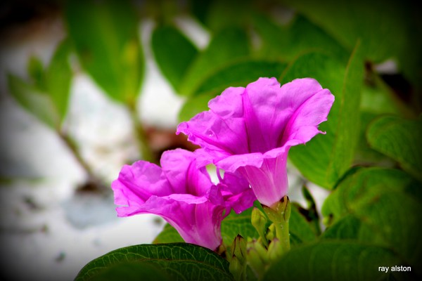 dual mangrove flowers in bloom 