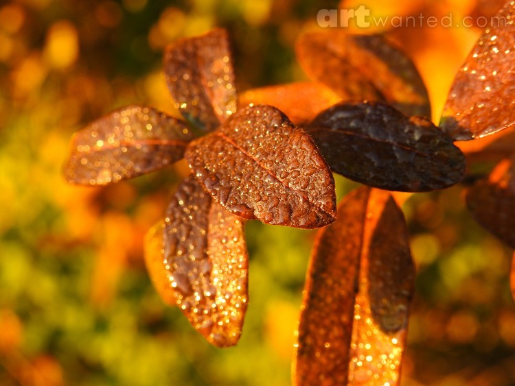Bronze Beauty