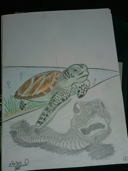 turtle pencil drawing