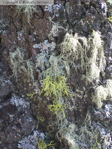 Three Shades of Lichen