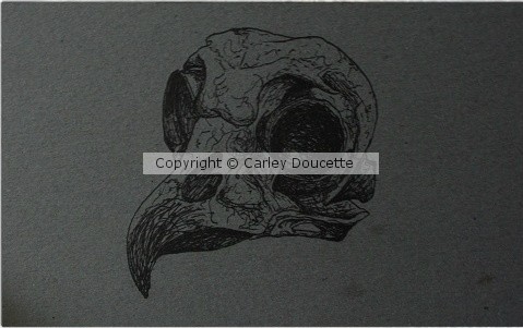 Owl Skull