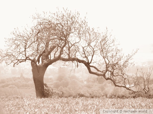 Afican.tree.reaching.for.water