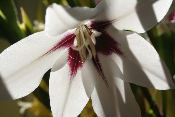 White Flower