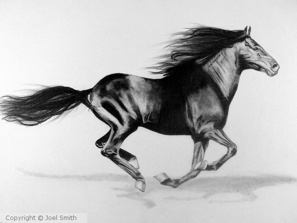 Thorougbred on the Move