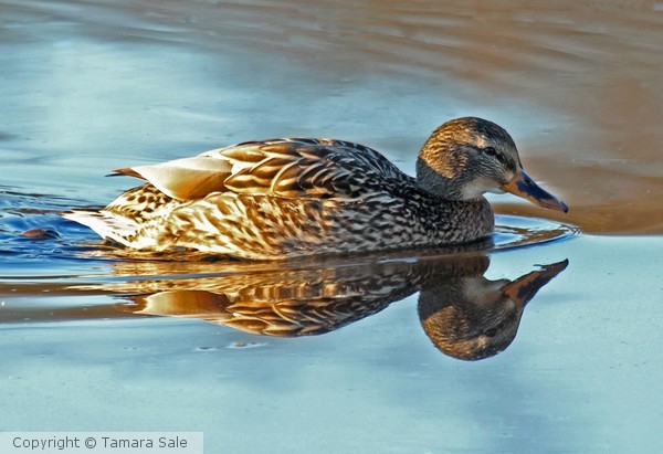 Mirrored Mallard