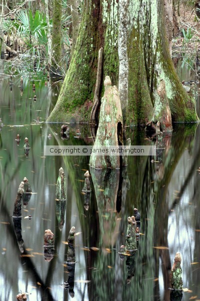 In the swamps