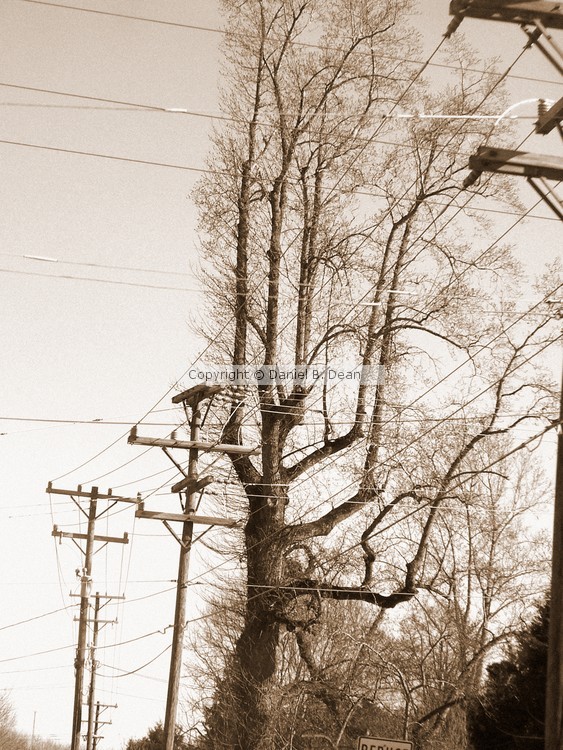 Tree + Power Grid