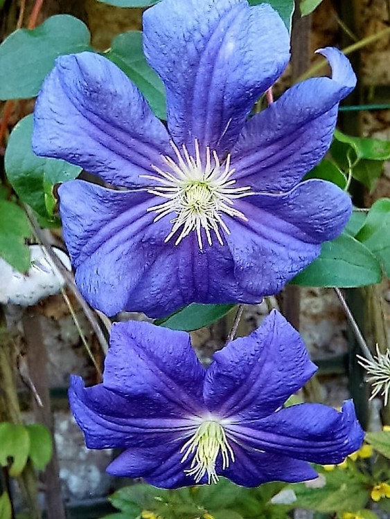 BLUE CLEMATIS ....