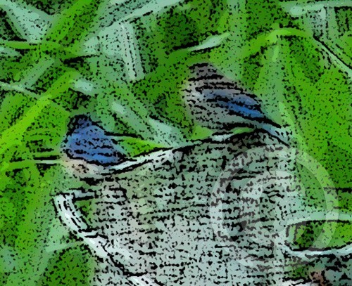 Bluebird of Happiness X2