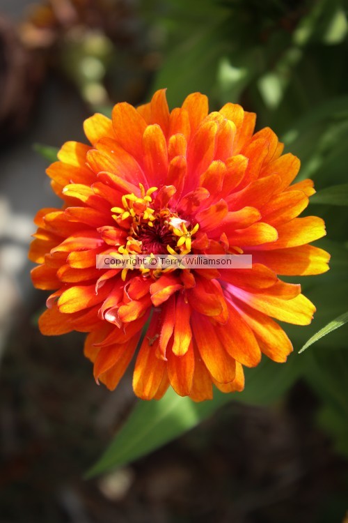 Orange flower