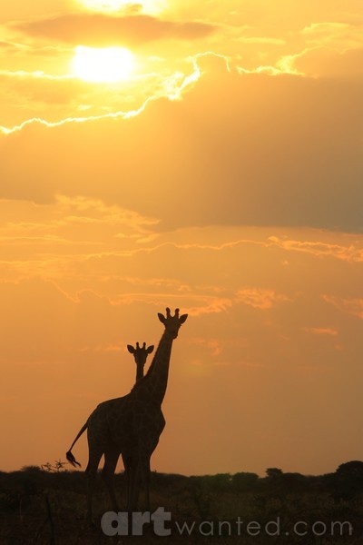 Giraffe - African Wildlife Background, Sunset Love