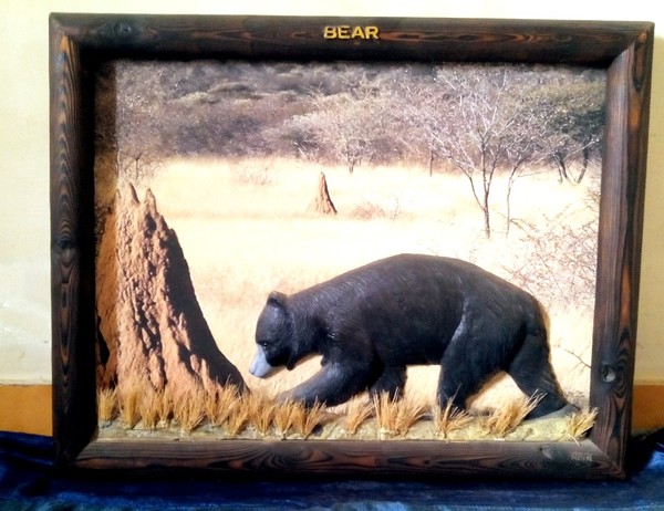 finding food.. black bear wall sculpture frame