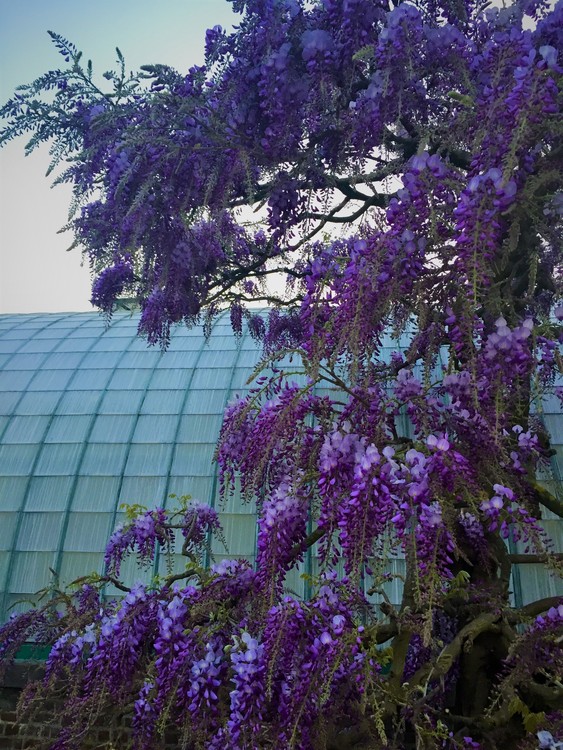 Wisteria