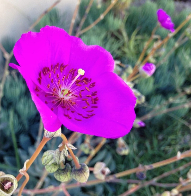 Karen Muro purple flower