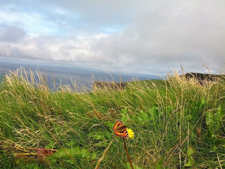 Irish grasses