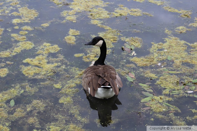 Goose in a Lake
