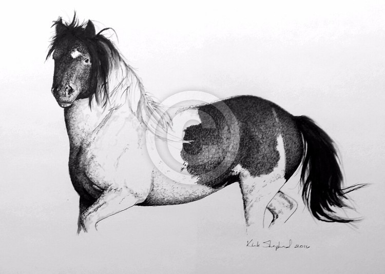 Paint horse