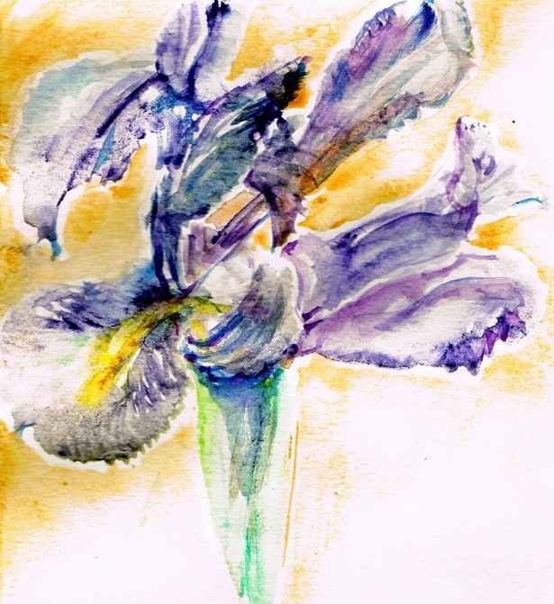 Purple Iris Watercolor