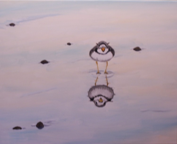plover