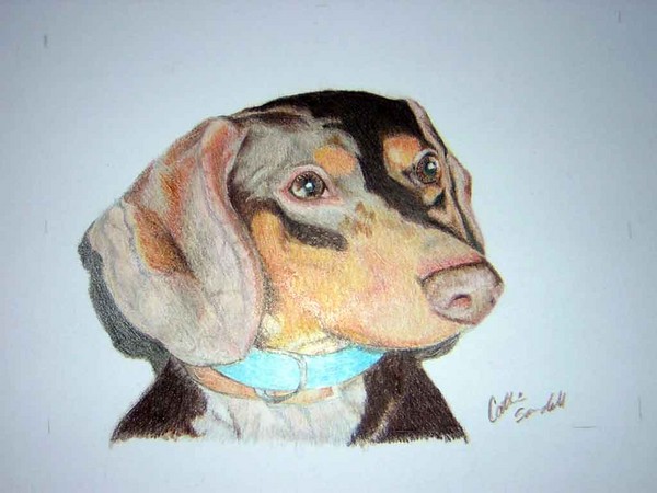 Dachshund
