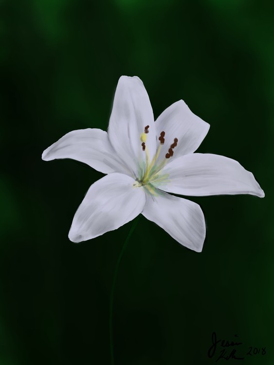 lily