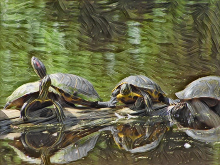 AW 1542 TURTLES