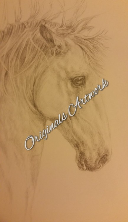 Andalusian Stallion 