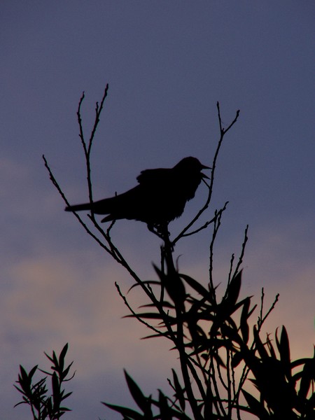 Blackbird singing in the dead of night