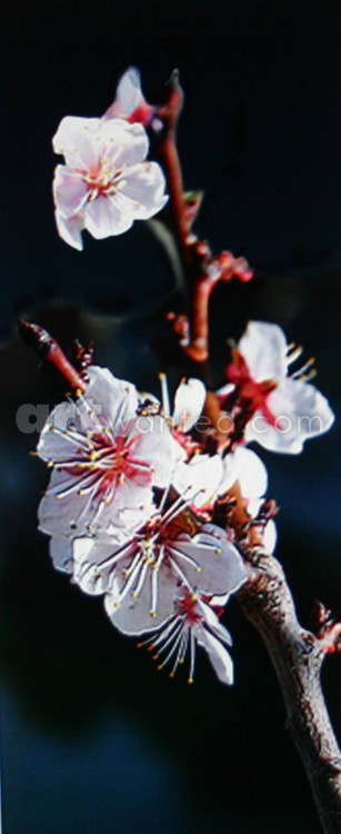 Crabapple flowers