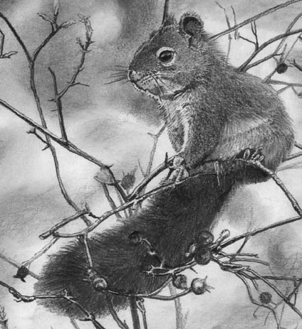 Red Squirrel