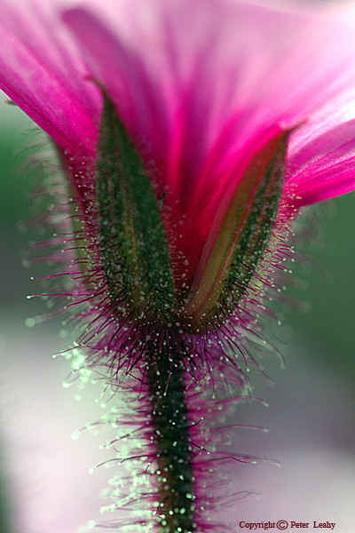 Flower Closeup