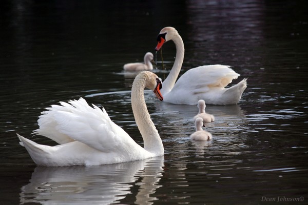 Swan Family