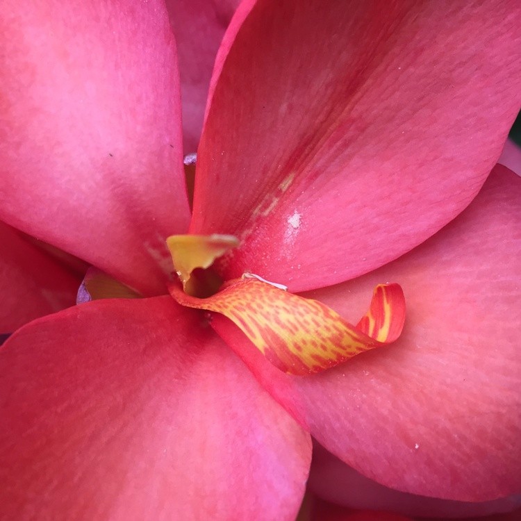 Petal Me Pink