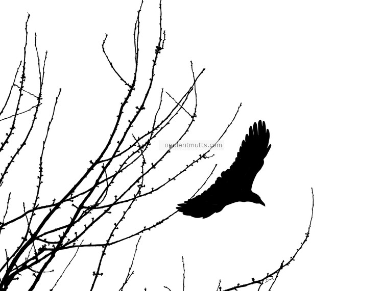 Crow Flying