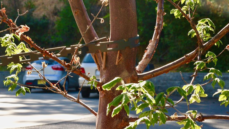 A Tree in Chains