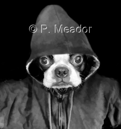 Hooded Boston Terror (err, I mean Terrier)