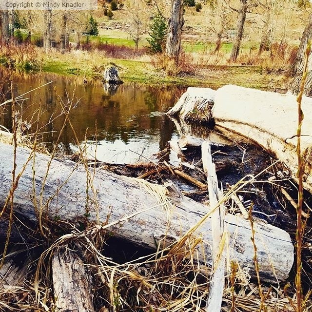 pond