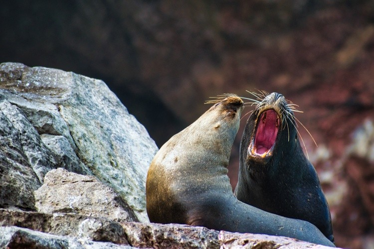 Animals in the Wild 1