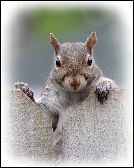 Where's My Peanut?