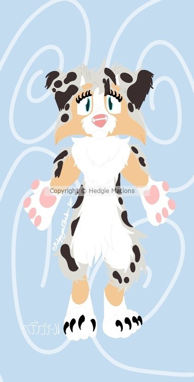 Australian shepherd1