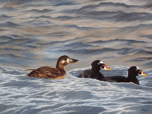 Wave Riders - Surf Scoters