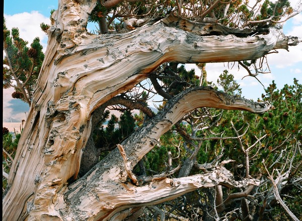 Weathered Bristlecone