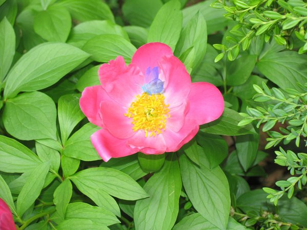 Wichita Botanical Gardens