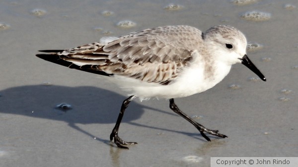 The Sandpiper