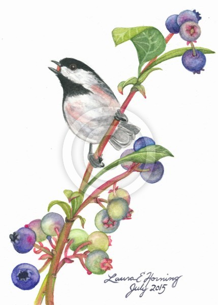 Chickadee and Blueberries