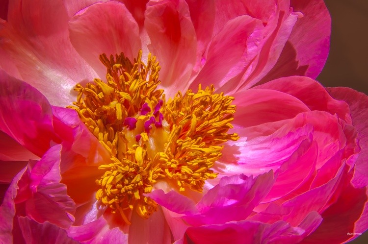 Peony 1