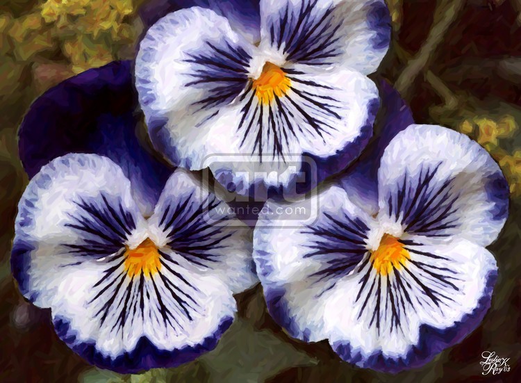 White and Blue Pansies