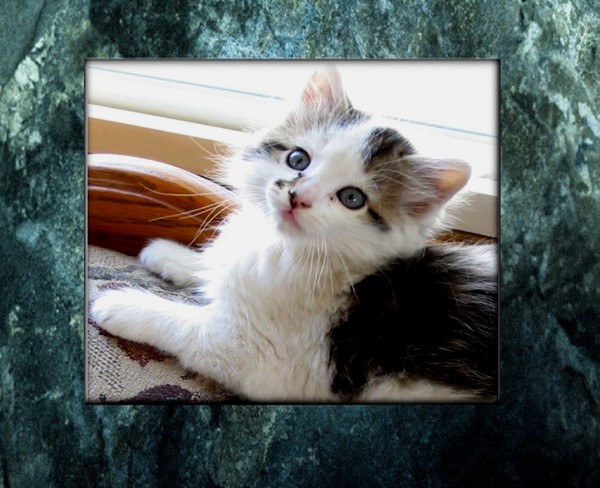 Li'l Rascal