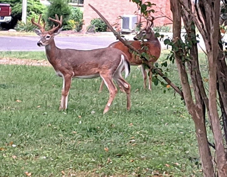 My side yard. More deer. 
