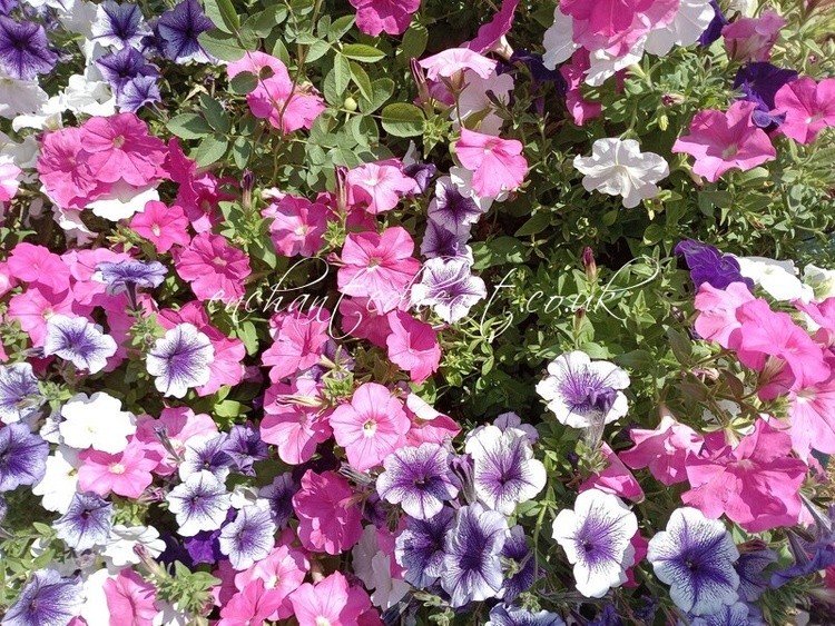 Petunias